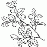 Blaubeeren