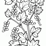 Johannisbeere Strauch