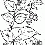 Ein Zweig der Himbeeren