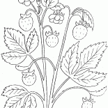 Erdbeere