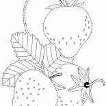 Erdbeeren