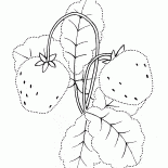 Garten-Erdbeere