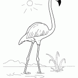 Flamingo