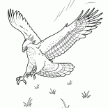 Adler