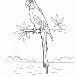 Aras