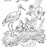 Störche und Küken