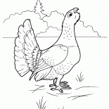 Auerhuhn
