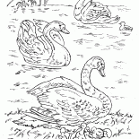 Schwäne auf dem See