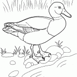 Ente