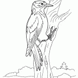 Woodpecker