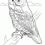 Nachtraub