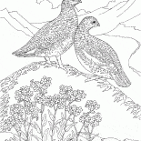 Partridge
