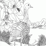 Goose am See