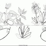 Auberginen und Bohnen