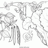 Salat, Erbsen und Bohnen