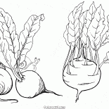 Rüben und Kohlrabi