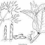 Spargel und Rhabarber