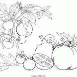 Tomate