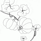 Die anfängliche Wachstum von Kürbis