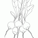 Radieschen