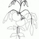 Tomaten auf den Garten Bett