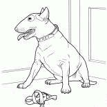 Bullterrier