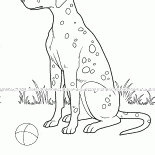 Spotted dog