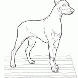 Dobermann-