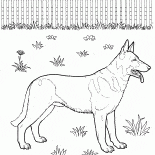 Deutsch Shepherd