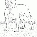 Pitbull-Terrier-
