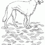 Russisch-Borzoi