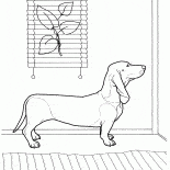 Dachshund
