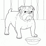Französische Bulldogge