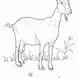 Ziege auf der Wiese