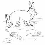 Kaninchen auf der Wiese