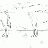 Pferd auf der Wiese