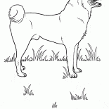 Hund auf der Wiese
