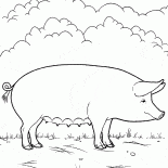 Schwein auf dem Bauernhof