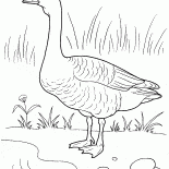 Goose am Ufer