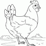 Henne auf der Wiese