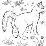 Katze im Garten