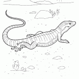 Varan auf der Jagd