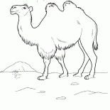 Camel