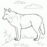 Predator auf der Jagd