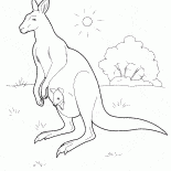 Känguru in Australien