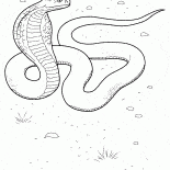 Cobra in Aktion
