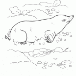 Mole