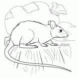 Ratte