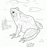 Frosch im See