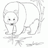 Panda im Dschungel
